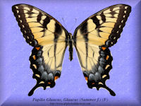 265-butterfly-Papilio-Glaucus-Glaucus-(Summer f.)-(F)-PA-GA-USA